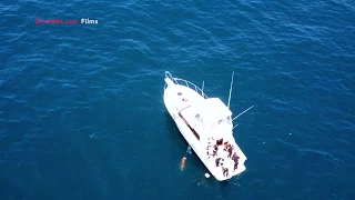 Blue Shark Captured with Drone