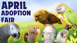 Birds from Africa - Meet our April Adoption Fair featured fosters, April 2024