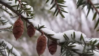 Новогодняя...  Елена Камбурова