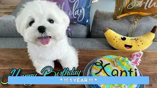 MY MALTESE DOGS 3 YEARS IN 15 MINUTES ❤️