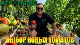 Испытание и выбор высокорослых томатов от Enza Zaden