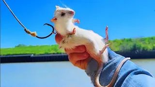 Rats for Bait Catch Monster Fish