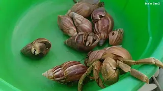 menemukan kelomang besar 😱, mencari kelomang di pantai, hermit crab, Umang besar, Umang-Umang Besar