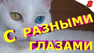 12,5 МИНУТ ЛУЧШИХ ПРИКОЛОВ // ЛОВИ ПОЗИТИВЧИК // ФЕВРАЛЬ 2019 #8