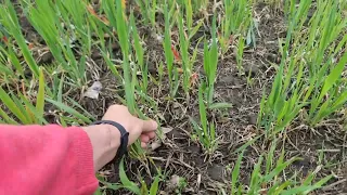 Квасоля. Organic NoTill. Стан на 26.04.2024.