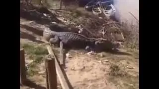 Idiot jumps on a crocodile