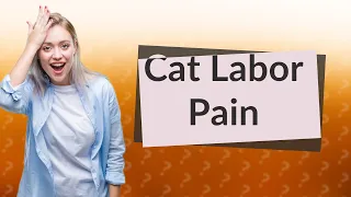 Is birth painful for cats?