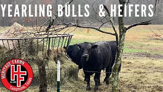 Yearling Bulls and Heifers, getting ready for breeding season.