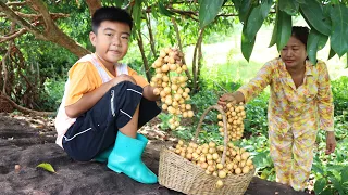 Seyhak and grandmother harvest Burmese grape and cooking - Sreypov life show