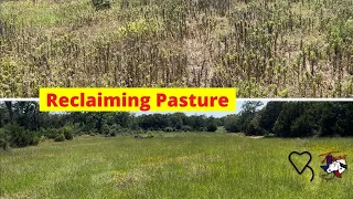Reclaiming Pasture | Regenerative Ranching