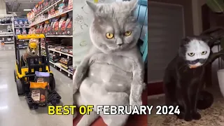 Funny and Cute Cats and Dogs Videos 😺🐶 - Best Funniest Animals Video February  2024 😂 Part 22