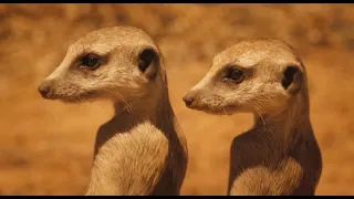 Meerkats. BBC Science Film on Kalahari Wildlife