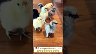 Оксана Самойлова обычный день с цыплятами