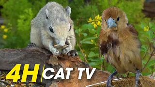 For The Love Of Feathers: 4 Hours Of Enchanting Bird Scenes To Entertain Your Cat - Video For Cats