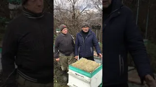 Восстановление пасеки за один сезон