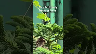 baby bird #first #flight #viral #nature #new #youtube