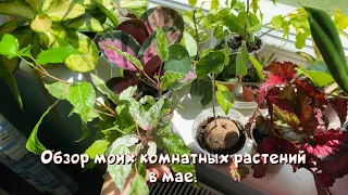 Обзор моих комнатных растений в мае.