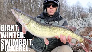 Winter swimbait fishing = Giant (PB) pickerel!