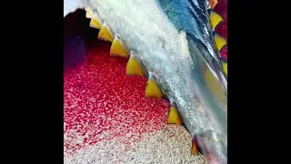Bluefin Tuna Finlets in action