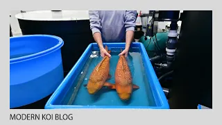 Modern Koi Blog #5160 - Zwei Nisai Ginrin Chagoi aus unserer Aufzucht in Abstatt