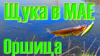 Щука в МАЕ. Оршица.