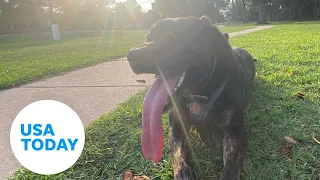 Meet Zoey: Guinness World Record holder for longest dog tongue | USA TODAY