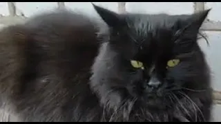 Вечно чем то недовольный Алик опять дал Чернухе леща 😾 коты воители