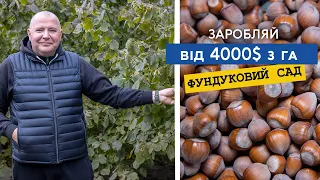 Як вирощувати фундук, бізнес для малого фермера. Ціна на горіхи, саджанці фундука