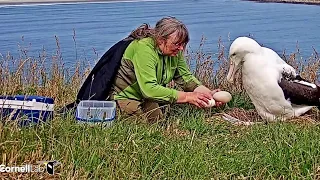 RoyalCam - New Zealand~Egg candling by Ranger Sharyn ~2020/01/12