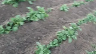 💙💛Трішечки грози⛈і дуже гарний дощик,🌧 а Марічка працює на городі!🌱🥔🥔🥔