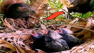 Greater coucal bird brings a big baby to eat well#baby