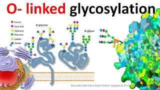 O Linked glycosylation