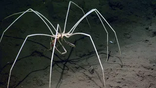 AS MAIS TERRÍVEIS CRIATURAS DO FUNDO DO MAR QUE VOCÊ NUNCA VIU ANTES