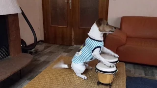 Jack Russell PEPSI playing instruments ( piano and bongos )!