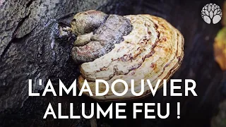 L'amadouvier : pour allumer le feu !