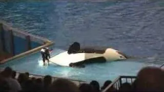 Sea World Shamu Fail