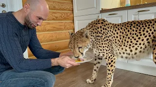 So many new experiences for Gerda the cheetah! She came to visit and ended up in a restaurant!