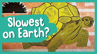 What is the SLOWEST Thing on Earth? | BBC Earth Kids