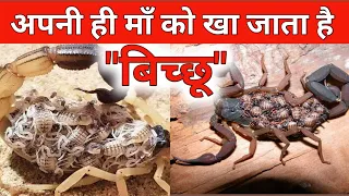 बिच्छू ऐसा जीव है जो पैदा होते ही अपनी माँ को खा जाता है ? Scorpian | #Shorts