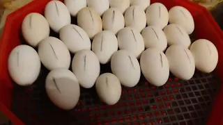 Закладка гусиных яиц! #перваязакладкаяиц