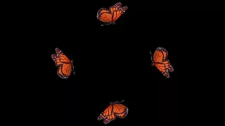 Butterfly Hologram Video Long 10 min