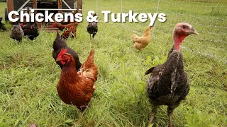 Raising turkeys and chickens together on pasture: Does it work?