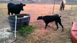 Shocked by electric fence