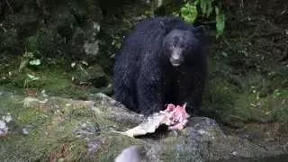 Black Bear eating salmon