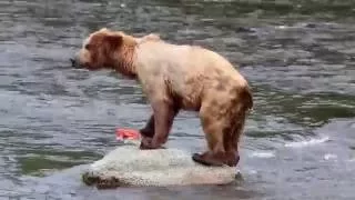 Grizzly Bears of Katmai National Park, Alaska - Brooks Falls