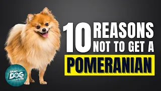 10 Reasons Why You SHOULD NOT Get a Pomeranian