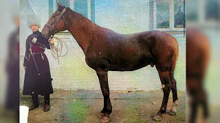ногайская порода лошадей