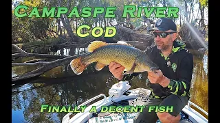 Fishing for Murray Cod on the Campaspe River (finally a legal fish)