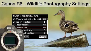 Canon EOS R8 - My settings for wildlife and landscape photography