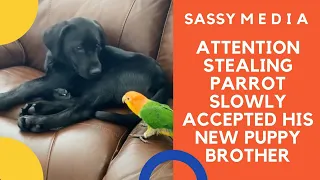 Attention stealing parrot slowly accepted his new puppy brother